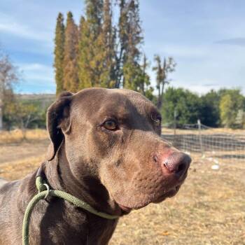 Jazz -  Chocolate Labrador Retriever Dog for Adoption in Oroville, Washington - Jazz | PetCurious