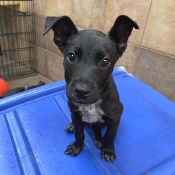 Sabino 54030 -  Cattle Dog and Mixed Breed Dog for Adoption in Las Vegas, Nevada - Sabino 54030 | PetCurious