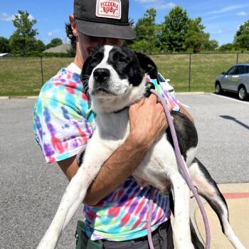 Mama V -  Collie and Mixed Breed Dog for Adoption in Fayetteville, Arkansas - Mama V | PetCurious