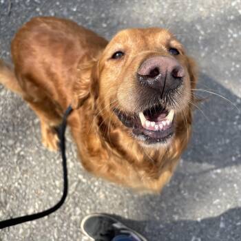 Golden Retriever Dogs Available for Adoption in Philadelphia, Pennsylvania - Tulip | PetCurious