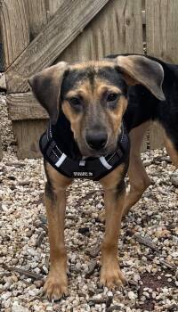 Fishstick -  Hound Dog for Adoption in Ellicott City, Maryland - Fishstick | PetCurious