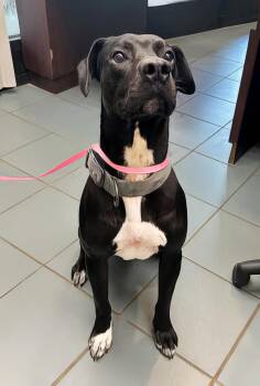Rescue Mixed Breed Dogs for Adoption in Nashville, Tennessee - Haiku | PetCurious