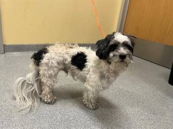 PRESTON -  Shih Tzu and Poodle Dog for Adoption in Tustin, California - PRESTON | PetCurious