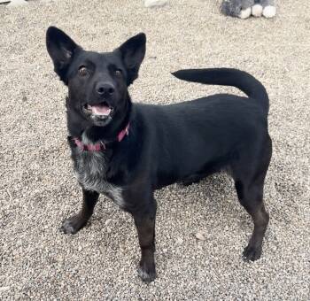 Rescue Cattle Dog and Corgi Dogs for Adoption in Rochester, Indiana - CLEO | PetCurious