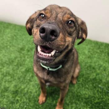 Elroy -  Mixed Breed Dog for Adoption in Columbia, Missouri - Elroy | PetCurious