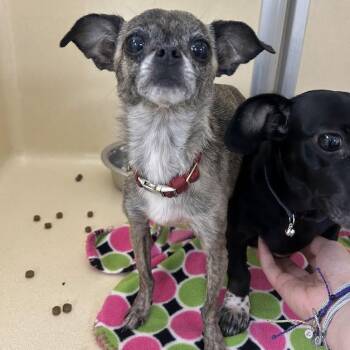 Sausage -  Chihuahua Dog for Adoption in Lyndhurst, Virginia - Sausage | PetCurious