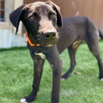Rescue Black Labrador Retriever Dogs for Adoption in Center Point, Texas - Rucker | PetCurious