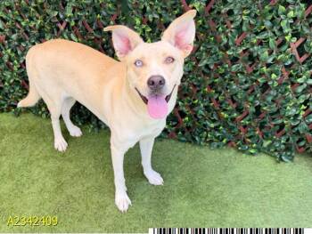 ROGUE -  Mixed Breed Dog for Adoption in West Palm Beach, Florida - ROGUE | PetCurious
