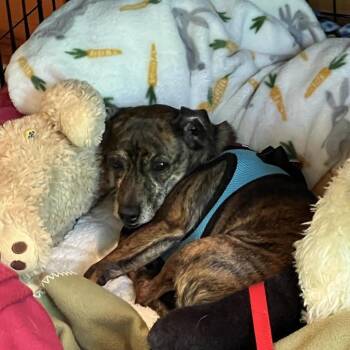 Pretzel -  Mixed Breed Dog for Adoption in Madison, Wisconsin - Pretzel | PetCurious