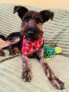 Rescue Schnauzer Dogs for Adoption in Dallas, Texas - Denki | PetCurious