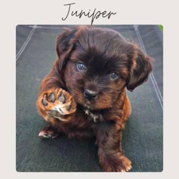 Mixed Breed Dogs Available for Adoption - JUNIPER | PetCurious