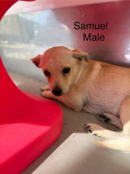 Rescue Chihuahua and Terrier Dogs for Adoption in Los Angeles, California - Samuel | PetCurious