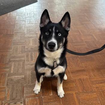 Husky Dogs Available for Adoption - Bingo | PetCurious