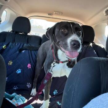 Labrador Retriever Dogs Available for Adoption - Charlie | PetCurious