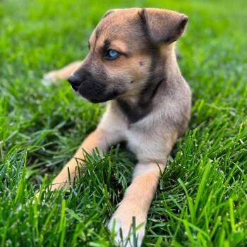 Skye -  Shepherd Dog for Adoption in Brockport, New York - Skye | PetCurious