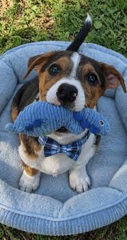 Jackabea designer pups -  Jack Russell Terrier and Beagle Dog for Adoption in Mount Laurel Township, New Jersey - Jackabea Designer Pups | PetCurious