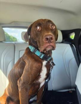 Lil John -  Chocolate Labrador Retriever and Mixed Breed Dog for Adoption in Hortense, Georgia - Lil John | PetCurious