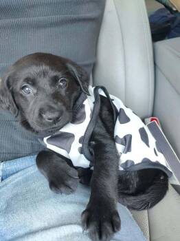 Moo Moo -  Labrador Retriever Dog for Adoption in Bolivar, Missouri - Moo Moo | PetCurious