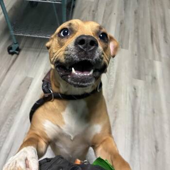 Brooklyn Yarbrough -  Mixed Breed Dog for Adoption in St. Louis, Missouri - Brooklyn Yarbrough | PetCurious