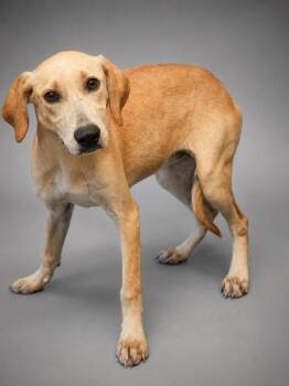 Lucky -  German Shepherd Dog and Weimaraner Dog for Adoption in Bowling Green, Kentucky - Lucky | PetCurious