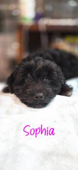 Goldendoodle and Rat Terrier Dogs Available for Adoption - Sophia | PetCurious