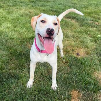 Rescue Yellow Labrador Retriever and Hound Dogs for Adoption in Springfield, Missouri - Vivienne | PetCurious
