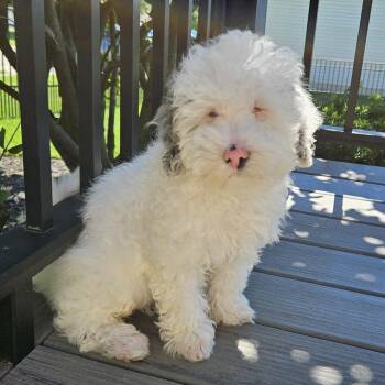 Sam Winchester -  Miniature Poodle Dog for Adoption in Cincinnati, Ohio - Sam Winchester | PetCurious