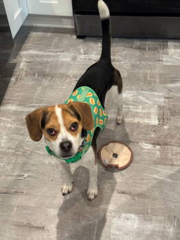 Rescue Beagle Dogs for Adoption in Hazlet, New Jersey - Cody | PetCurious