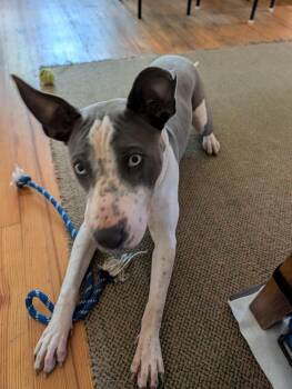 Penelope -  Pit Bull Terrier Dog for Adoption in Lafayette, Colorado - Penelope | PetCurious
