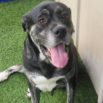 Zena 2308 -  Mastiff Dog for Adoption in Loxahatchee Groves, Florida - Zena 2308 | PetCurious
