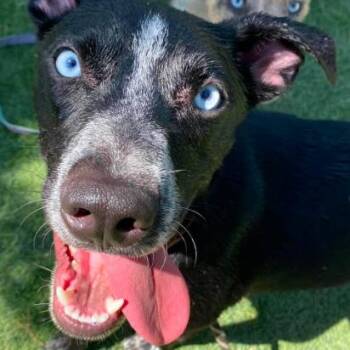 Stark -  Australian Cattle Dog Blue Heeler and Mixed Breed Dog for Adoption in Fort Collins, Colorado - Stark | PetCurious