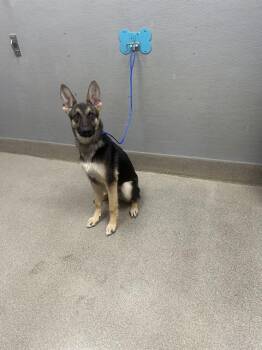 HARRY -  German Shepherd Dog Dog for Adoption in Las Vegas, Nevada - HARRY | PetCurious