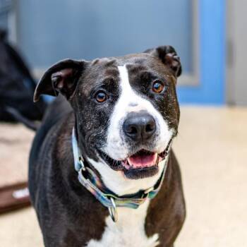 Thin Mint -  Mixed Breed Dog for Adoption in Houston, Texas - Thin Mint | PetCurious
