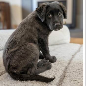 Ren -  Collie and Mixed Breed Dog for Adoption in Griswold, Connecticut - Ren | PetCurious