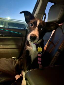 Rescue Border Collie and Labrador Retriever Dogs for Adoption in Shawnee, Oklahoma - Poppy | PetCurious