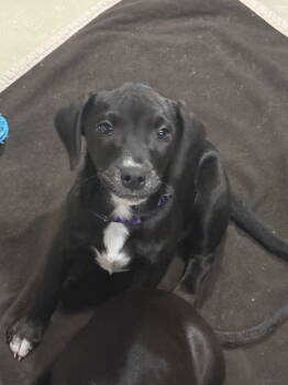 Rescue Labrador Retriever and Hound Dogs for Adoption in Cuyahoga Falls, Ohio - The Spice Girls: Nutmeg | PetCurious