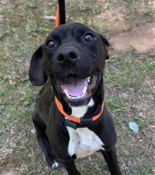 Labrador Retriever and Mixed Breed Dogs Available for Adoption in Newton, North Carolina - MOSES | PetCurious