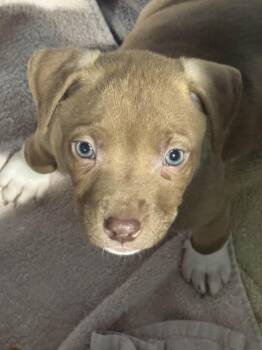 Mixed Breed Dogs Available for Adoption - Tisker | PetCurious