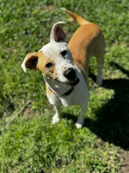 Labrador Retriever and Whippet Dogs Available for Adoption in Farmington, Connecticut - Cassie | PetCurious