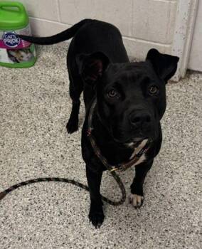 Pit Bull Terrier and Mixed Breed Dogs Available for Adoption in Kansas City, Missouri - Hallelujah | PetCurious