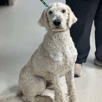 Rescue Poodle Dogs for Adoption in Boulder, Colorado - Brewsky | PetCurious