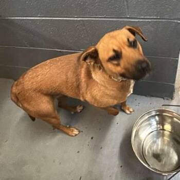 Mixed Breed Dogs Available for Adoption in Gadsden, Alabama - Mecca | PetCurious