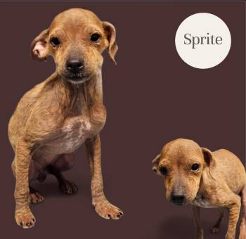 Rescue Dachshund and Terrier Dogs for Adoption in Chesnee, South Carolina - Sprite | PetCurious