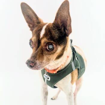 Just A Friend 14509 -  Chihuahua Dog for Adoption in San Francisco, California - Just A Friend 14509 | PetCurious