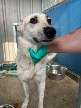 Rescue German Shepherd Dog Dogs for Adoption in Sunnyvale, Texas - Boy Grey | PetCurious