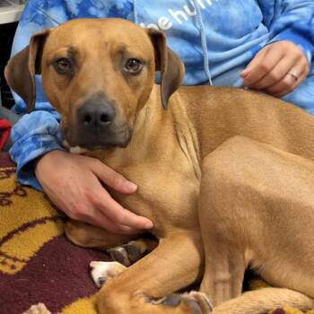 Rhodesian Ridgeback and Pit Bull Terrier Dogs Available for Adoption - Caddyshack | PetCurious