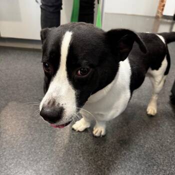 Mixed Breed Dogs Available for Adoption in Allentown, Pennsylvania - Ducky | PetCurious