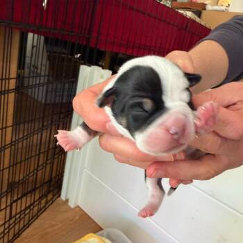 Jade -  English Bulldog and Mixed Breed Dog for Adoption in Turlock, California - Jade | PetCurious