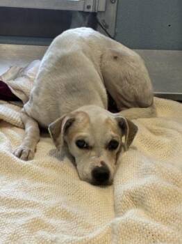 Flora -  Chihuahua and Mixed Breed Dog for Adoption in Fresno, California - Flora | PetCurious