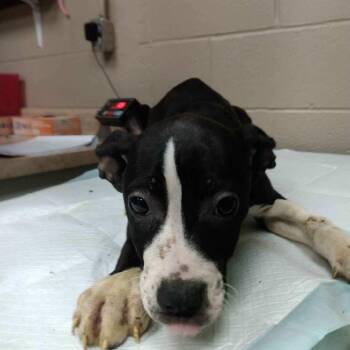 Pit Bull Terrier and Mixed Breed Dogs Available for Adoption - Merryweather | PetCurious